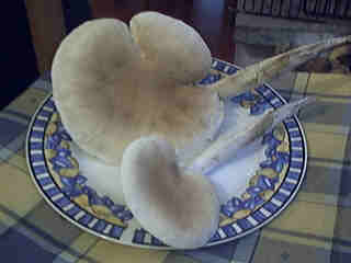 Agrocybe aegerita